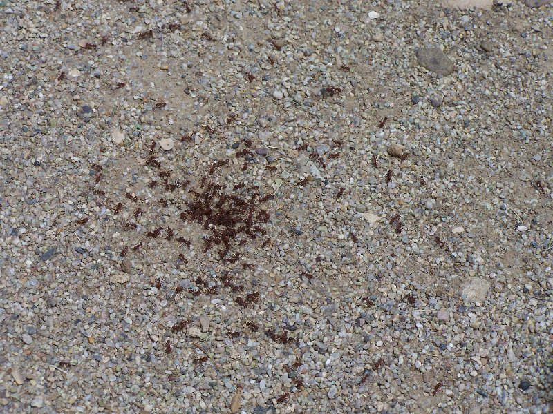 No 25 Blue forrest area. Those are some mad fire ants. .JPG